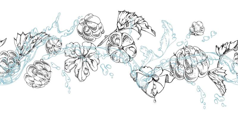 Cloudberry raspberry flying in water splashes with drops, hand drawn ink, ripe line forest berry and leaves. Seamless banner illustration for restaurant, cafe menu, wedding, farmers market