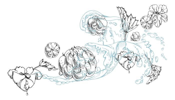 Cloudberry raspberry flying in water splash with plant leaves and drops, hand drawn ink, ripe summer forest berry. Isolated illustration, for restaurant, cafe menu, wedding, farmers market