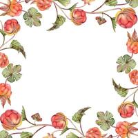 Cloudberry raspberry on stems with green leaves hand drawn in watercolor, red ripe forest berry. Isolated botanical illustration square frame corner. Restaurant, cafe menu, farmers market, recipe book vector