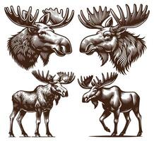 Moose Drawing Design vector