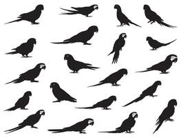 PARROTS SILHOUETTE WHITE BACKGROUND vector