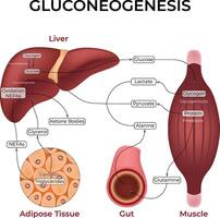 Gluconeogenesis Pathway Design vector