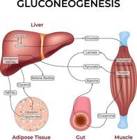 Gluconeogenesis Pathway Illustration vector