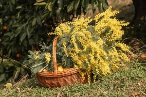 Mimosa Basket Oranges Harvesting. Springtime citrus orchard, gathering yellow flowers, wicker basket. photo