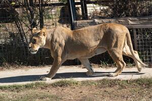 Lion Walking Zoo Enclosure - A female lion walks along a concrete path inside a zoo enclosure. photo