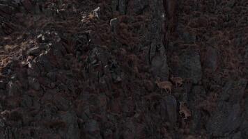 West Caucasian turs exploring high-altitude cliffs in the Caucasus video