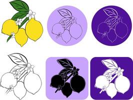 Contour of branch with fruits of citrus fruit lime or lemon, hand drawn sketch logo , isolated, white background. graphic line ink illustration vector