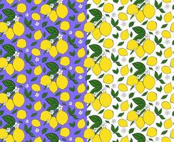 citrus lemon branches with leaves and white flowers seamless pattern. graphic line ink illustration on transparent background. Ideal for menu, package, cosmetic, textile, cards vector