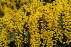 Mimosa Flowers Bloom Springtime Yellow Abundant Nature Photography photo