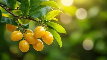 Branch granadillas oval shaped yellow fruits a smooth texture surrounded by green tropical leaves sunlight enhancing the fruits vibrant yellow color close up focus on the texture defocused background photo