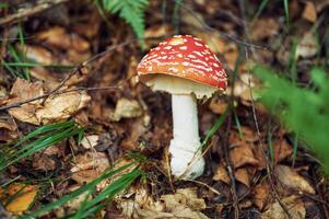 Close up view, of fly agaric mushroom that is on the ground photo