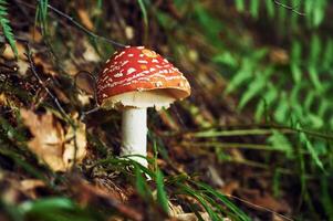 Close up view of, fly agaric mushroom that is on the ground photo