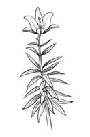 hand-drawn drawing of a blooming lily flower illustration vector