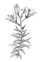black and white hand drawing of a blooming flower vector