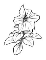 black and white hand-drawn drawing of a blooming pitunia flower vector