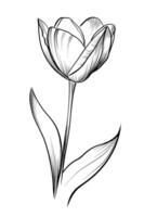 Hand-drawn drawing of a blooming tulip flower vector
