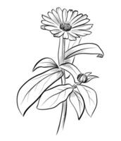 black and white drawing of a blooming calendula flower vector