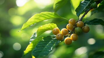 Branch with nageia fruits small round berries surrounded by lush green leaves sunlight creating shadows on the fruits surface close up with fine details on the texture defocused background photo