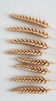 Wheat spikelets isolated on white background photo