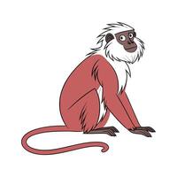Charming Western Red Colobus vector