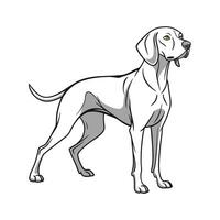 Weimaraner Dog on White vector
