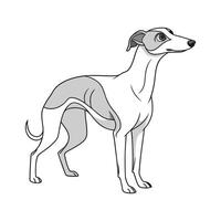 Whippet Dog on White Background vector