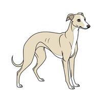 Whippet in Playful Pose vector