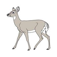 WhiteTailed Deer on White Background vector