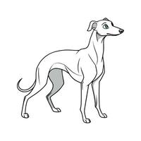 Whippet in Natural Setting vector