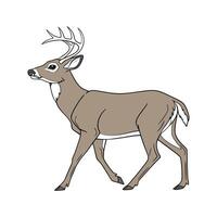 WhiteTailed Deer CloseUp vector