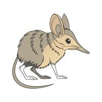 Unique African Elephant Shrew on White vector