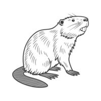 American Beaver on White Background vector