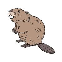 Stylish American Beaver Graphic vector