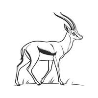 Antelope on White Background vector