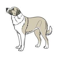 Anatolian Shepherd on White Background vector