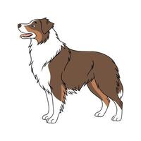 Stylish Australian Shepherd Illustration vector
