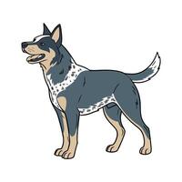 Australian Cattle Dog on White Background vector