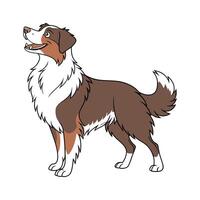 Australian Shepherd on White Background vector