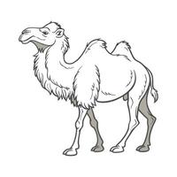 Charming Bactrian Camel Design vector