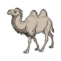 Bactrian Camel on White Background vector