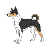Basenji Dog on White Background vector