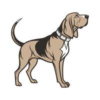Bloodhound on White Background vector
