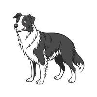 Border Collie on White Background vector