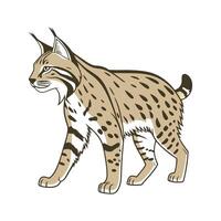 Bobcat on White Background vector