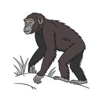 Bonobo on White Background vector