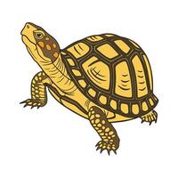Charming Box Turtle Design vector