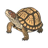 Stylish Box Turtle Illustration vector