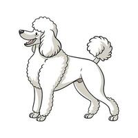Adorable Caniche Graphic vector
