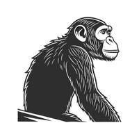 Chimpanzee on White Background vector