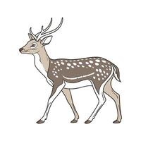 Chital on White Background vector